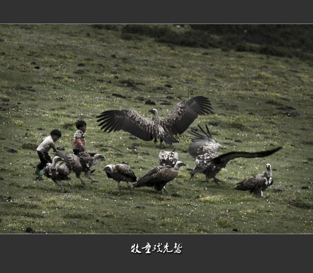 牧童戏秃鹫 摄影 葛达山