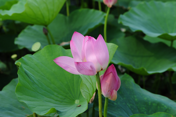 七月荷花 摄影 江湖鹰