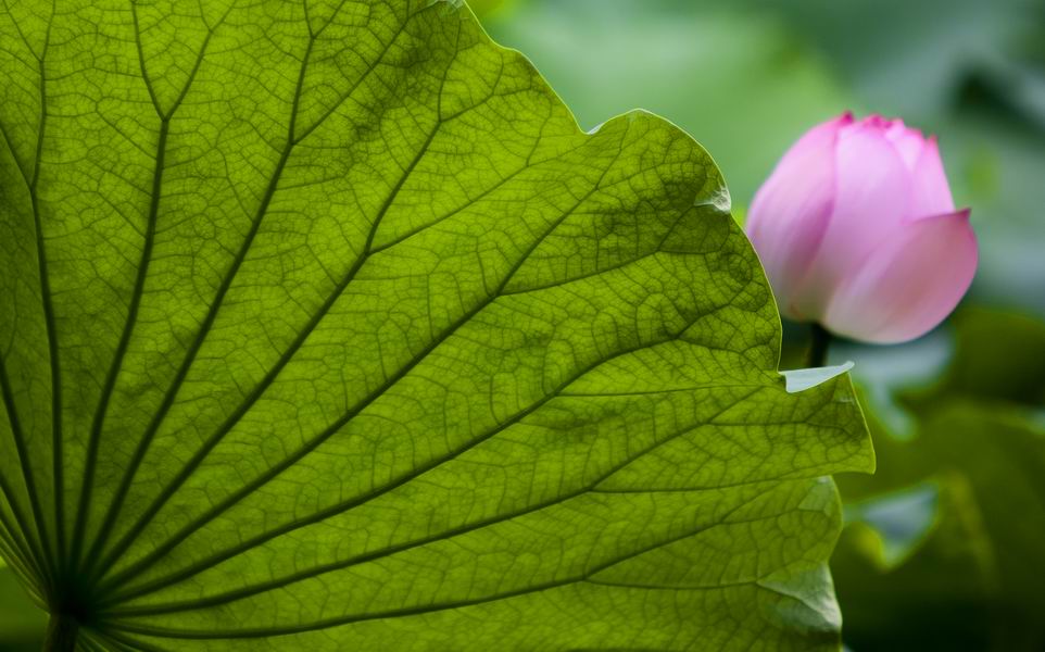 花叶互衬谁色佳？ 摄影 色胆犹存