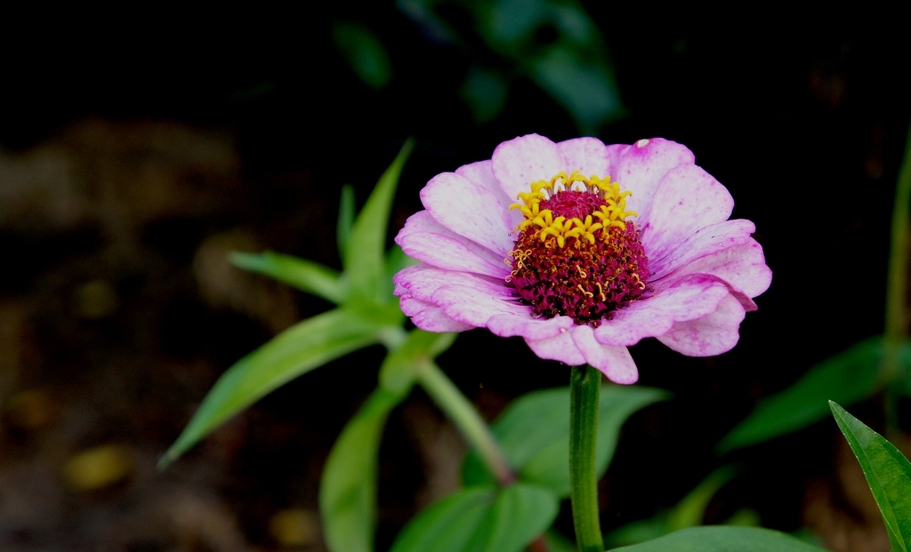 花中花 摄影 沁之蕊