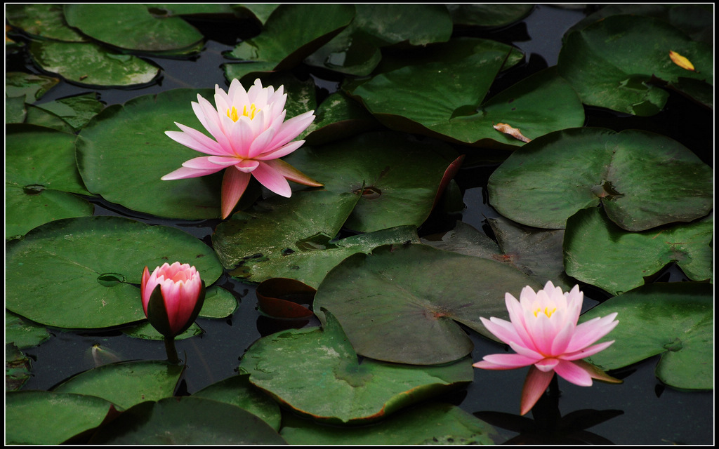 2011莲花池--4 摄影 岩影