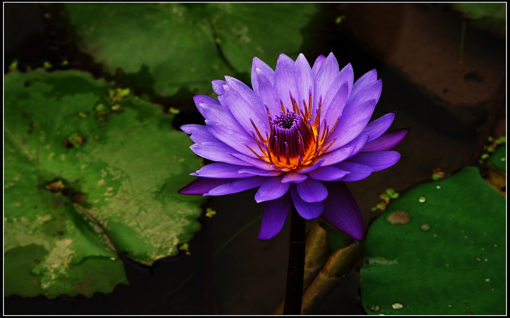 2011莲花池--5 摄影 岩影