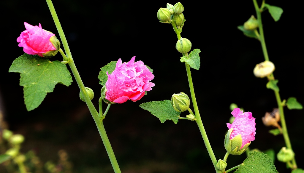 路边的小花 摄影 沁之蕊