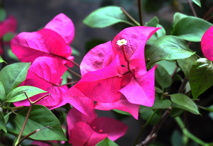 花中花 摄影 liuguorong