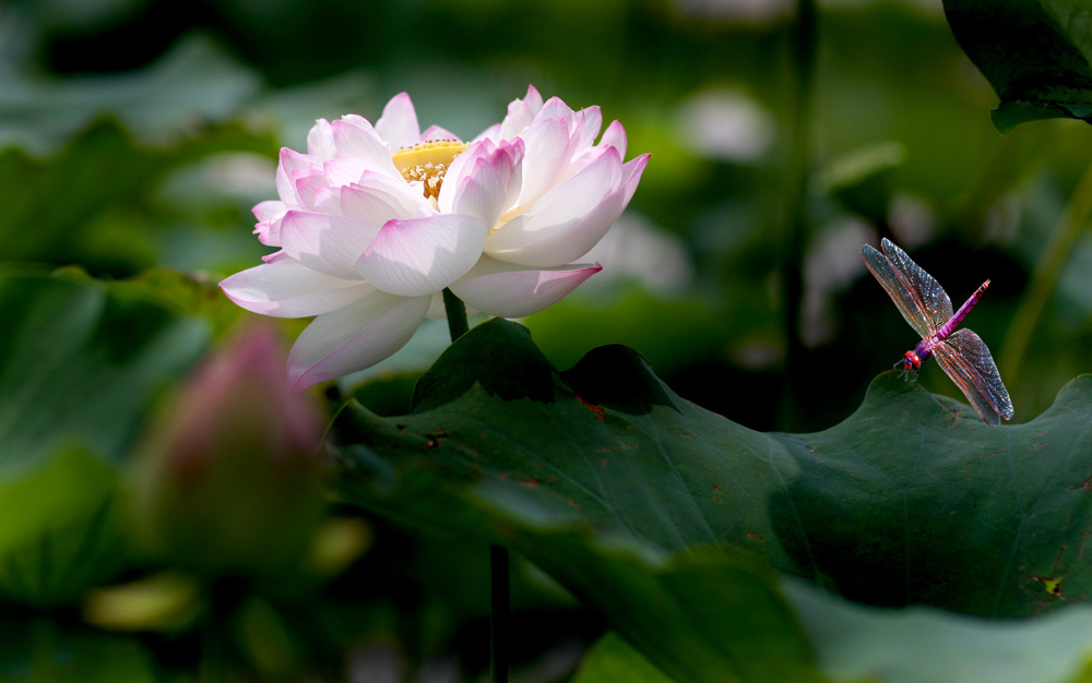 蜻蜓爱荷 摄影 mglao