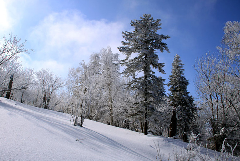 雪松 摄影 星湖