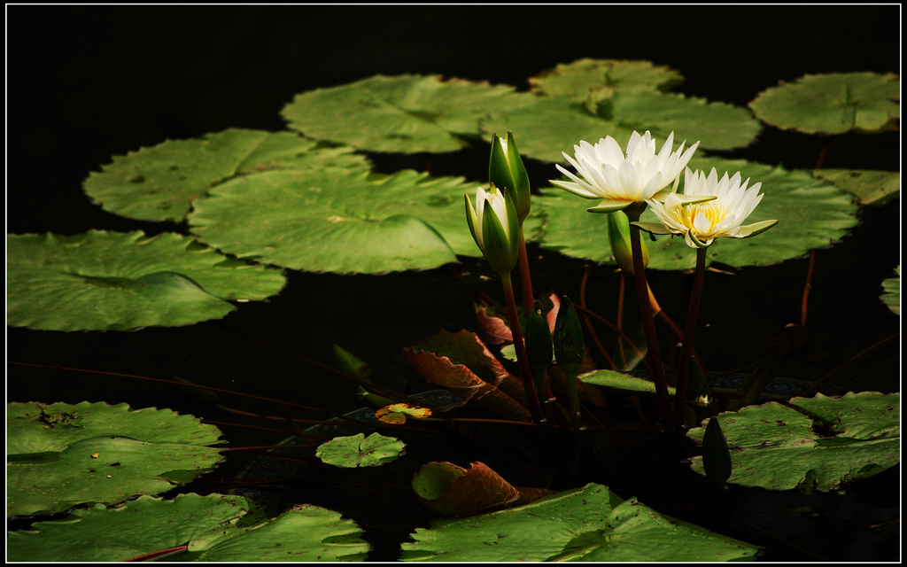 2011莲花池--7 摄影 岩影