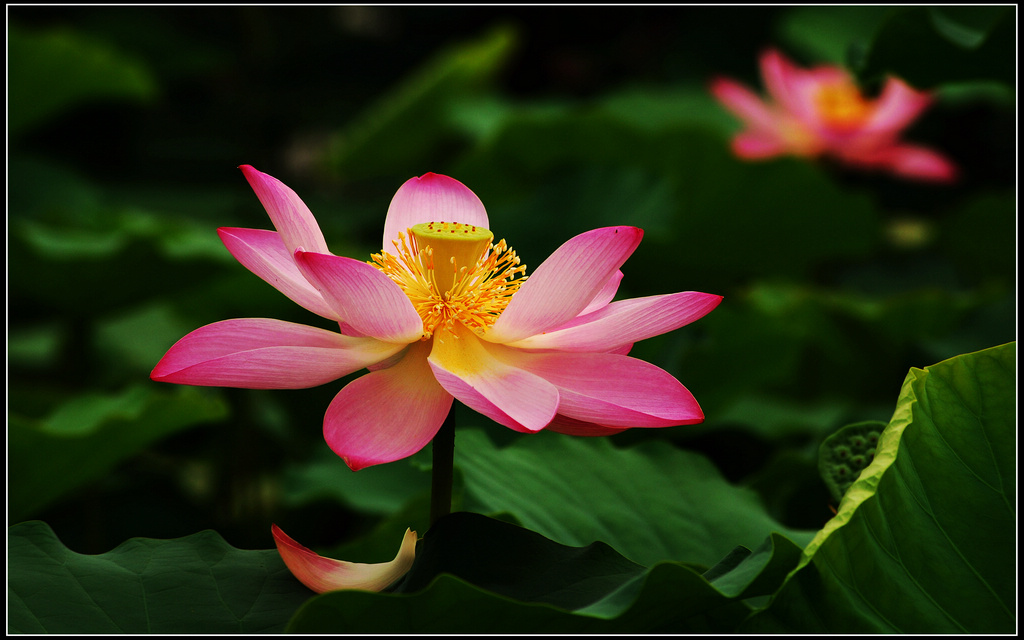 2011莲花池--8 摄影 岩影