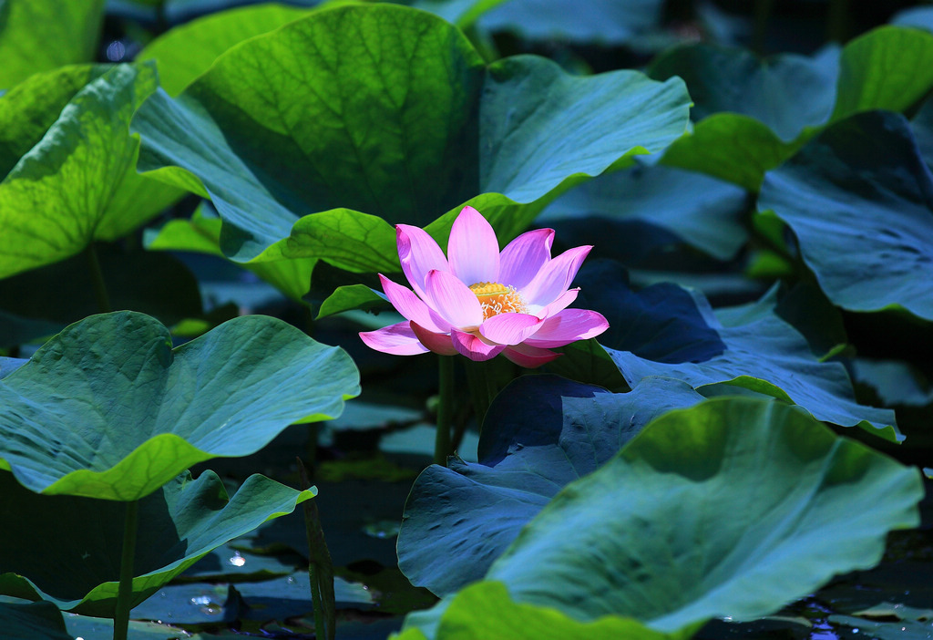 莲衣捧荷 摄影 牧野2011