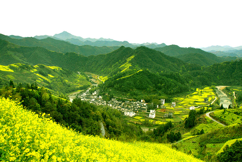 美山村菜花黄 摄影 淙水秀才