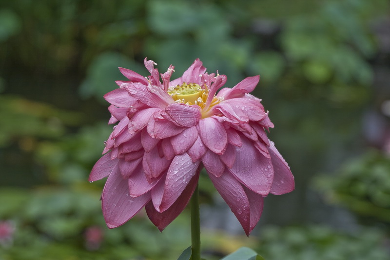 荷花 摄影 勤学