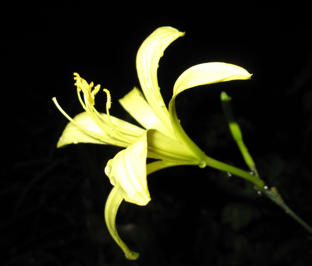 我家楼顶花园----黄花菜 摄影 绿影儿