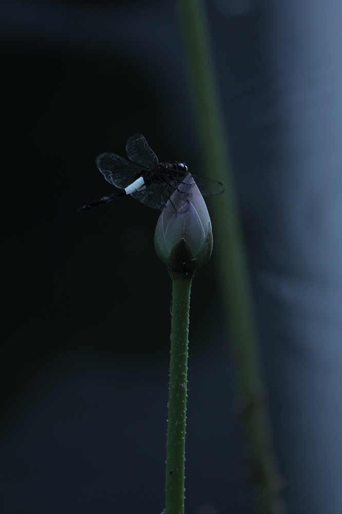 蜓蜓玉立 摄影 光魅色影