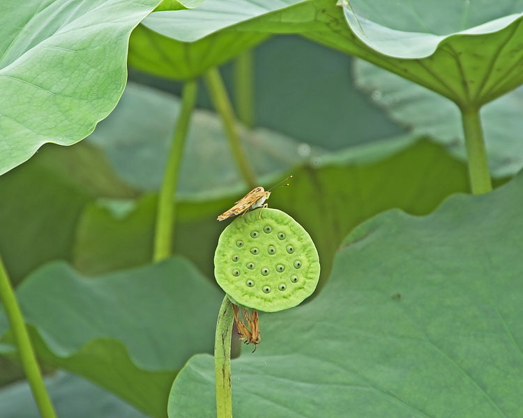 莲蓬 摄影 勤学