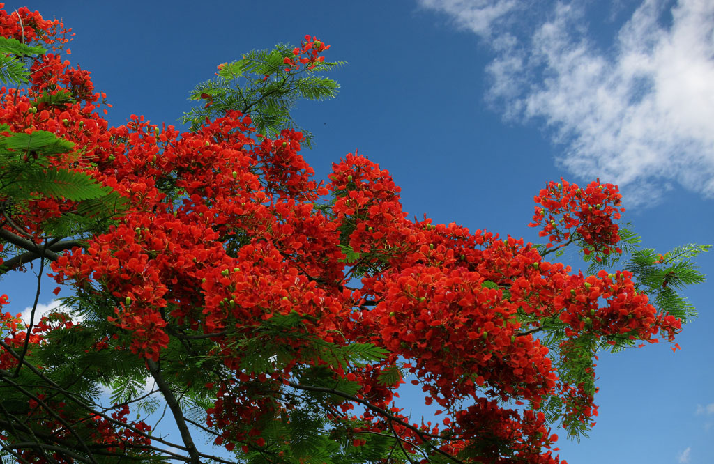 凤凰树花 摄影 gxlaopan