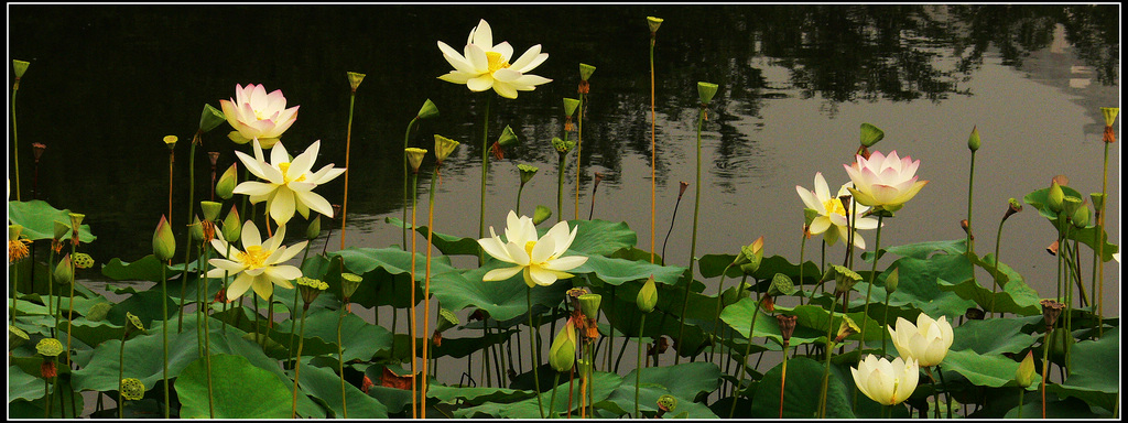 2011玉渊潭之夏--1 摄影 岩影