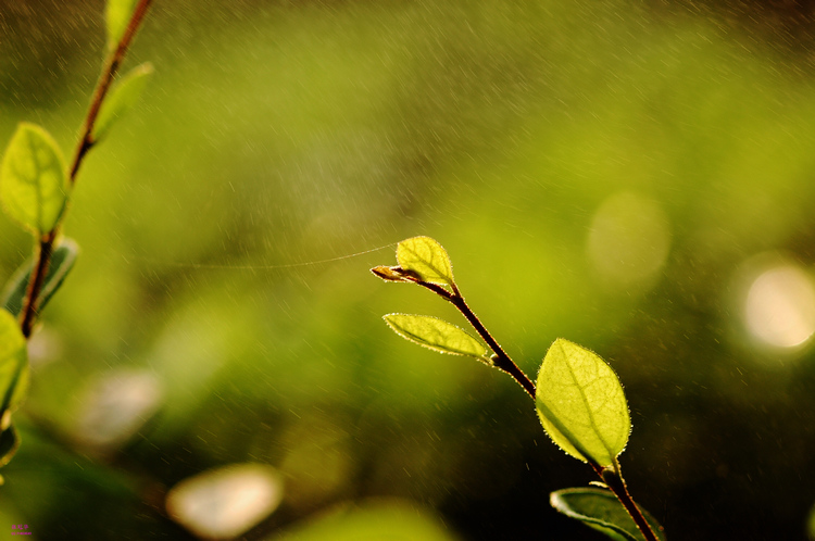 雨丝 摄影 灵魂契约