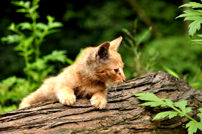 可怜的瘦小猫 摄影 明月风清