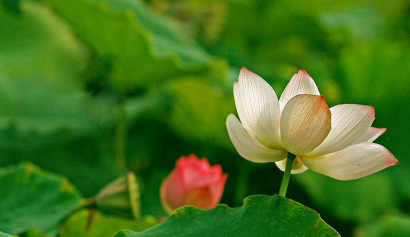 清香 摄影 帅狼