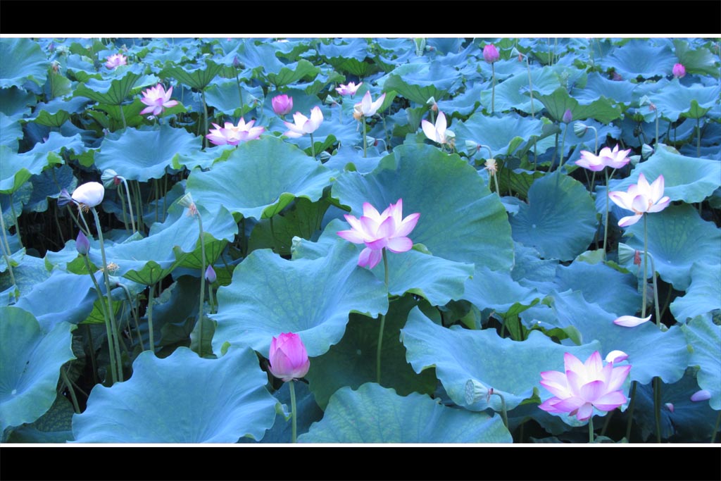 西湖夏荷1 摄影 喀纳斯湖