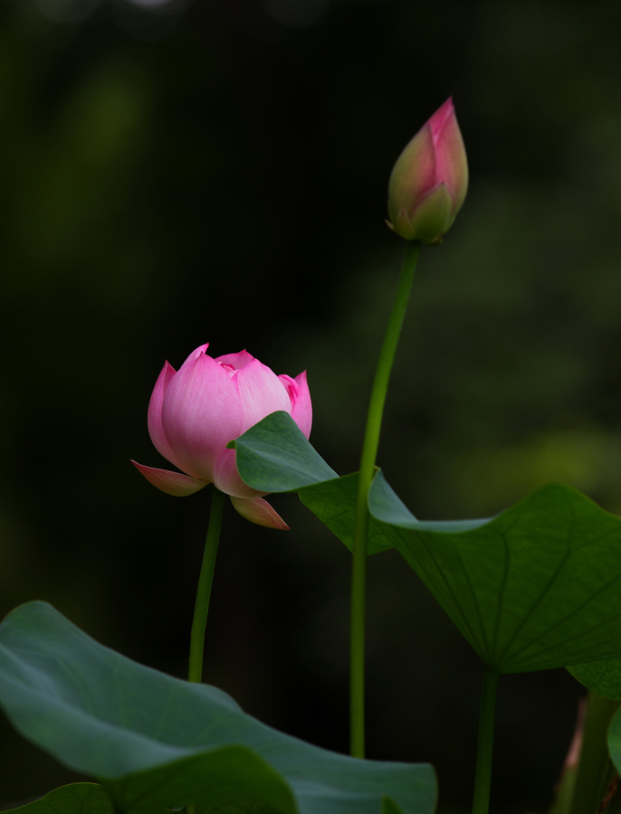 荷 摄影 清茗轩