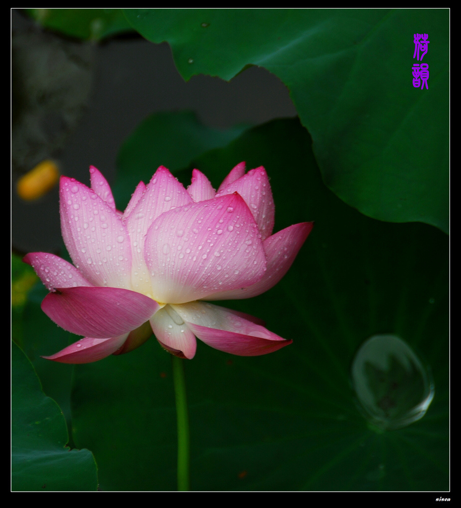 雨中荷韵 摄影 金色花