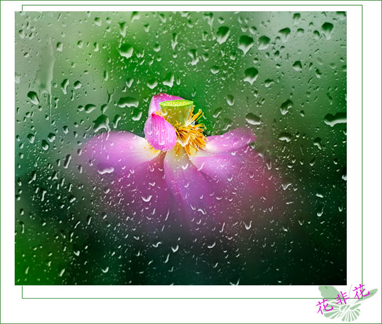 雨荷 摄影 川东行者