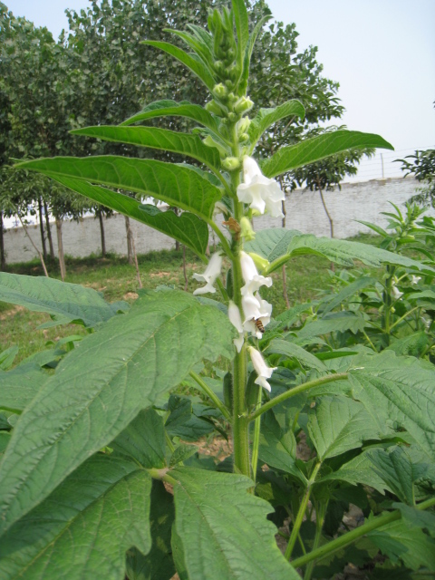 芝麻开花 摄影 香荷露角