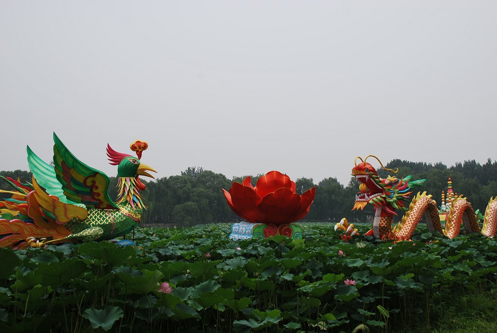 龙凤荷花灯 摄影 原原