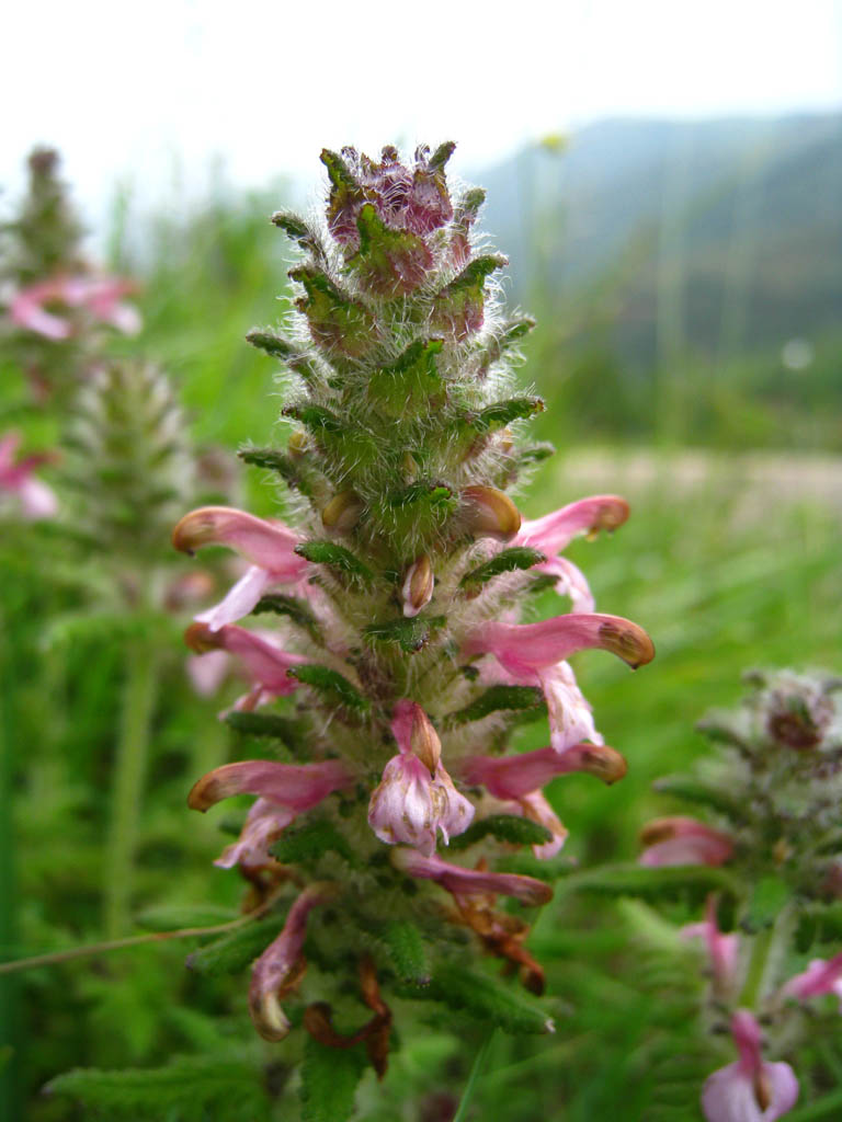 夏枯草花 摄影 klyy