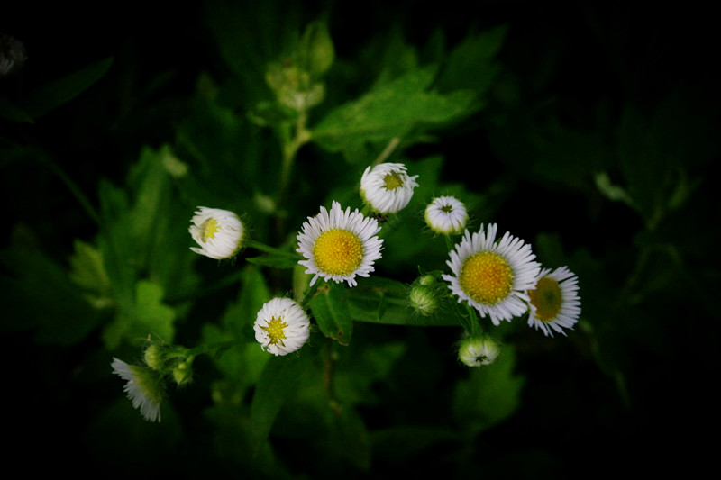 雏菊 摄影 雨恋