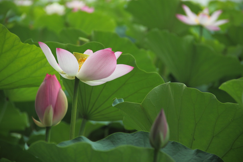 花卉 摄影 老倔头