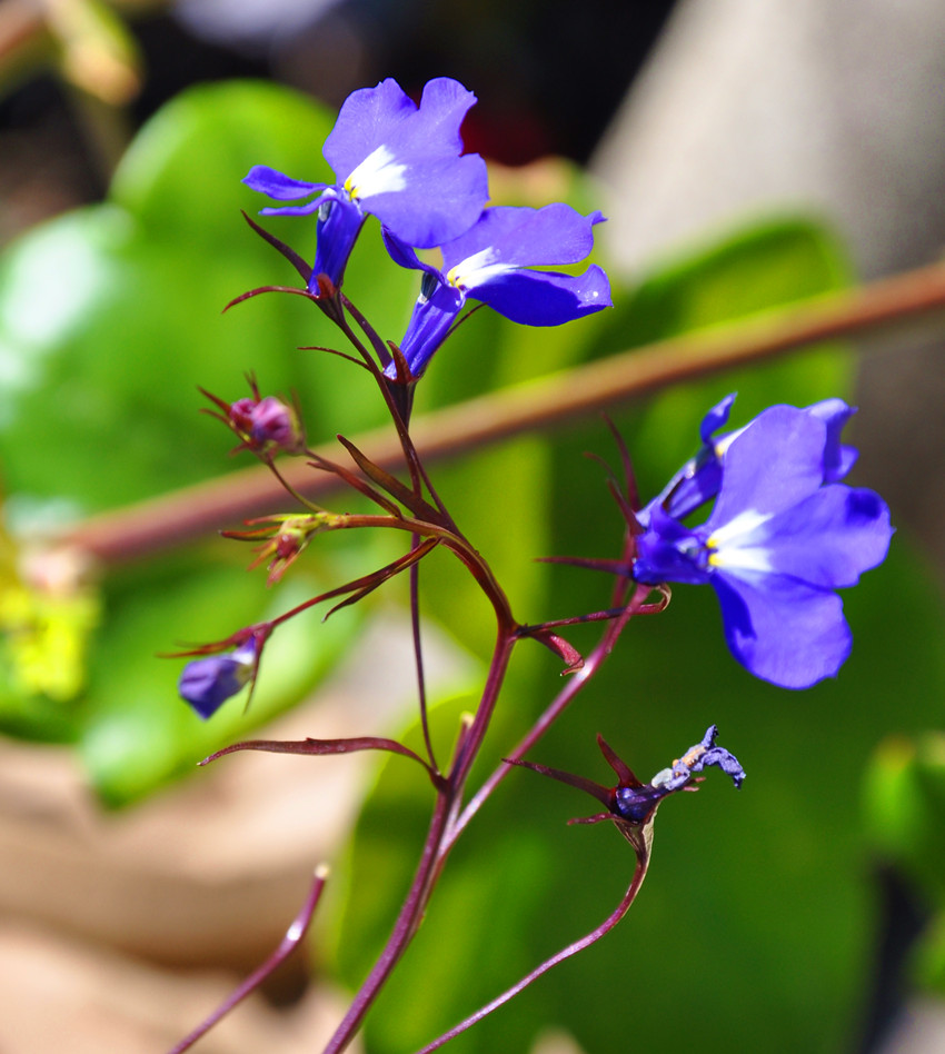 蓝花 摄影 湖边