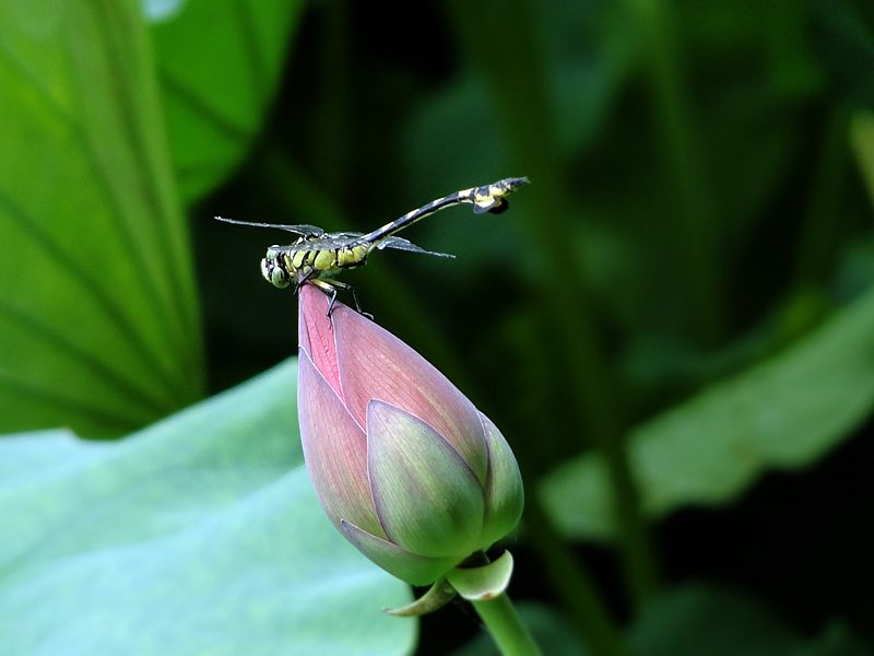 蜻蜓 摄影 怀能