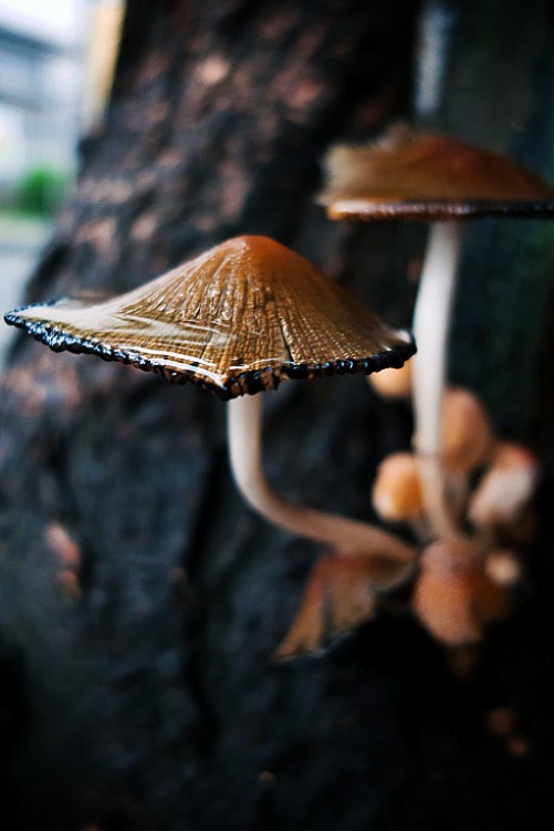 雨后蘑菇 摄影 云海无疆