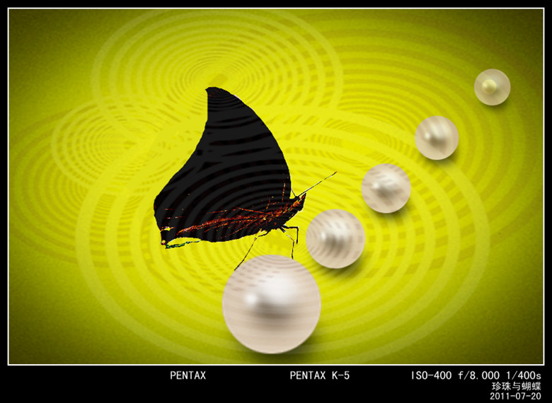 珍珠.蝴蝶 摄影 老顽童5号