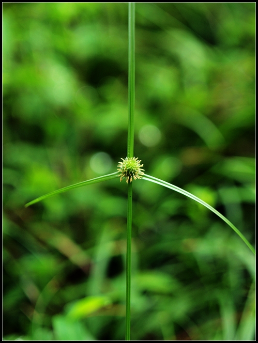 小小草 摄影 龙吟天下