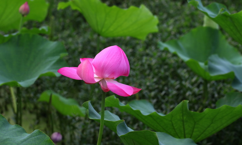 2011.7.23荷花 摄影 河山锦绣