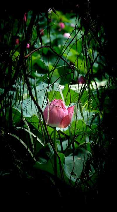 荷 摄影 夏日雨荷