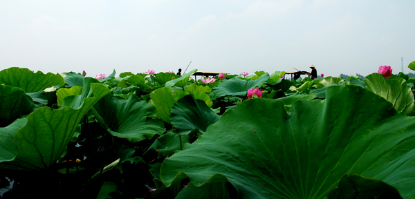 湖上 摄影 夏日雨荷