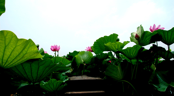 洞庭湖上 摄影 夏日雨荷