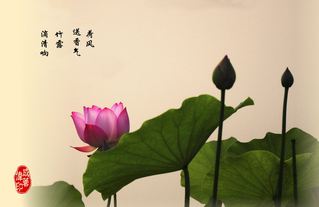 公路边上小荷塘（1）--荷风送清香 摄影 蓉城一朵云