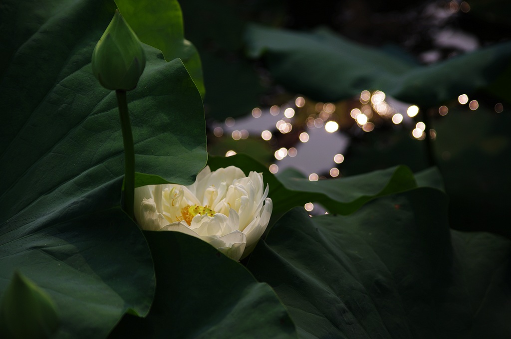 2011荷花（21） 摄影 心有芊芊