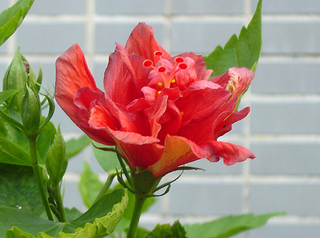 大紅花 摄影 心原