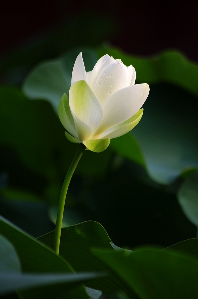 2011荷花 （22） 摄影 心有芊芊