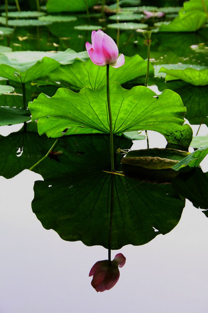 你和我 摄影 雨中蝶影