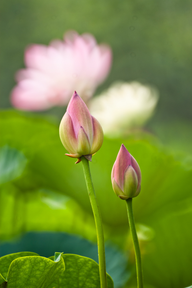 出水芙蓉 （荷韵） 摄影 铁人p