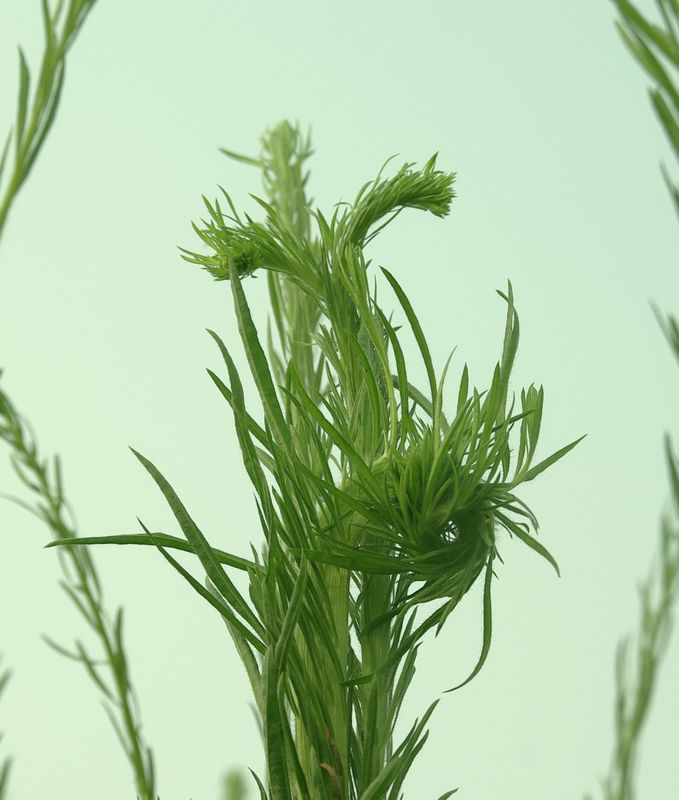 野草 摄影 寒心