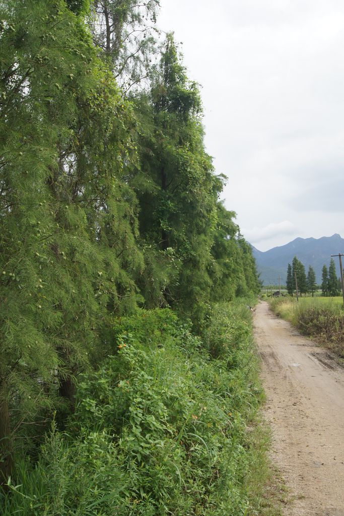 田间小路，台山 摄影 陌生的开始