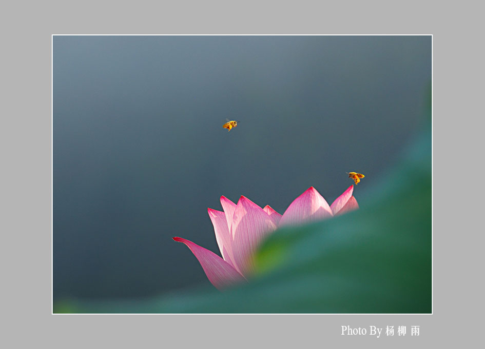 蜂为何舞 摄影 楊柳雨